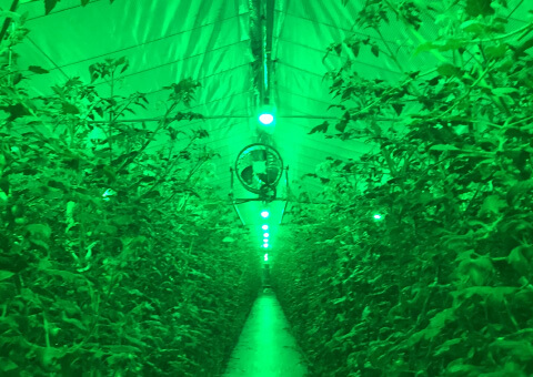 四国総合研究所（四国電力グループ）開発植物病害抵抗性誘導光源（緑色LED）